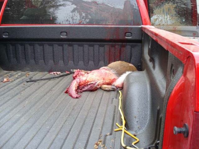 deer3