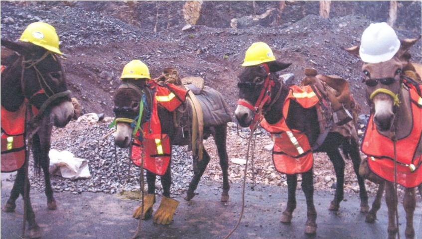 safety_donkeys