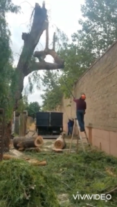 Tree Trimmer Knocked Off Ladder