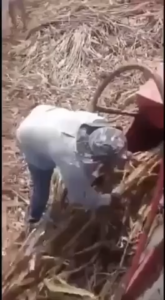 Sugar Cane Mulcher Degloved (Graphic)