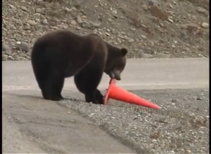 Bear Vs. Traffic Cone